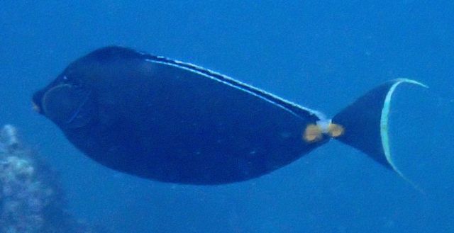 Click to View Orangespine Unicornfish<br><span style='font-size:12px'><i>Dave & Rose</i></span>