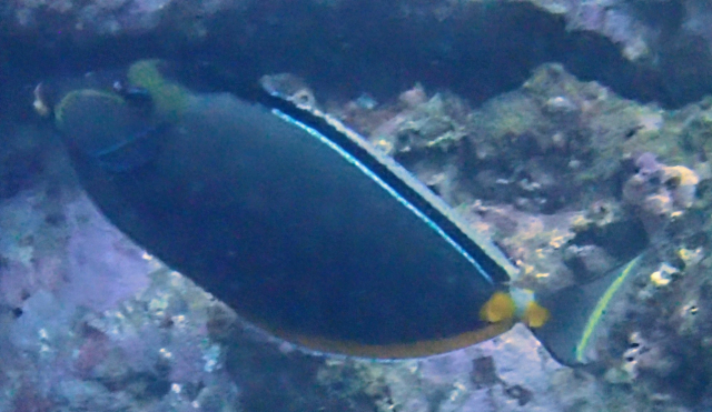 Click to View Orangespine Unicornfish<br><span style='font-size:12px'><i>Dave & Rose</i></span>