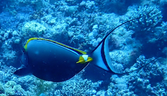 Click to View Orangespine Unicornfish<br><span style='font-size:12px'><i>Dave & Rose</i></span>