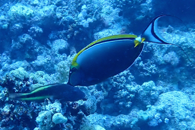 Click to View Orangespine Unicornfish<br><span style='font-size:12px'><i>Dave & Rose</i></span>