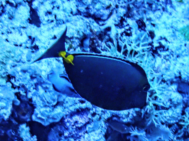 Orangespined Unicornfish<br><span style='font-size:12px'><i>Dave & Rose</i></span>