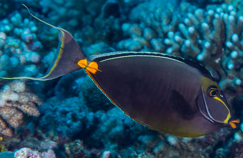 Orangespined Unicornfish<br><span style='font-size:12px'><i>iNaturalist</i>&nbsp&nbsp&nbsp&nbsp</span>