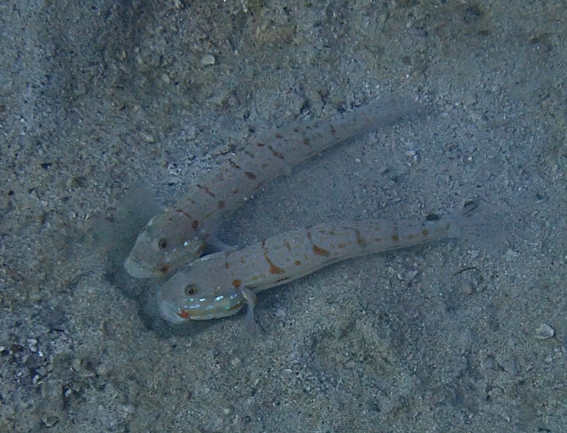 Click to View Orange-spotted Sleeper Goby<br><span style='font-size:12px'><i>Dave & Rose</i></span>