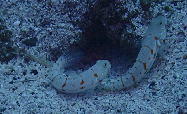 Click to View Orange-spotted Sleeper Goby<br><span style='font-size:12px'><i>Dave & Rose</i></span>