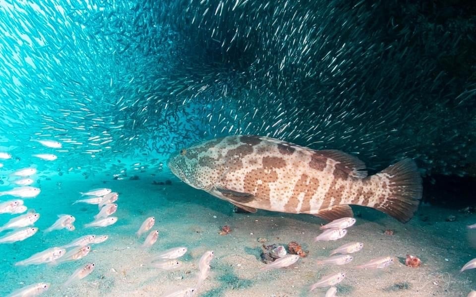 Orange-spotted Grouper<br><span style='font-size:12px'><i>iNaturalist</i>&nbsp&nbsp&nbsp&nbsp</span>