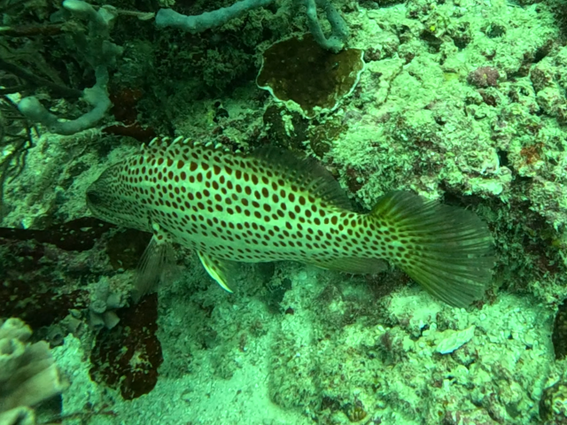 Click to View Orange-spotted Grouper<br><span style='font-size:12px'><i>Dave & Rose</i></span>