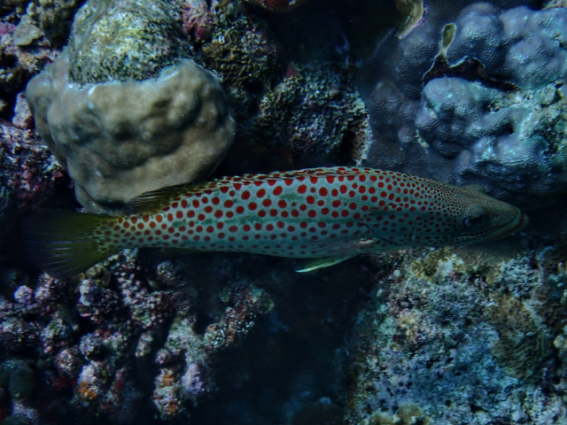 Click to View Orange-spotted Grouper<br><span style='font-size:12px'><i>Dave & Rose</i></span>