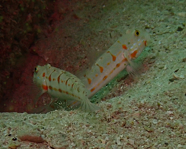 Click to View Orange-spotted Sleeper Goby<br><span style='font-size:12px'><i>Dave & Rose</i></span>
