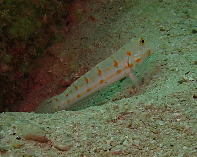 Click to View Orange-spotted Sleeper Goby<br><span style='font-size:12px'><i>Dave & Rose</i></span>