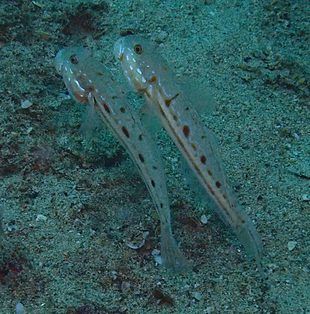 Click to View Orange-spotted Sleeper Goby<br><span style='font-size:12px'><i>Dave & Rose</i></span>