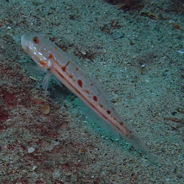 Click to View Orange-spotted Sleeper Goby<br><span style='font-size:12px'><i>Dave & Rose</i></span>