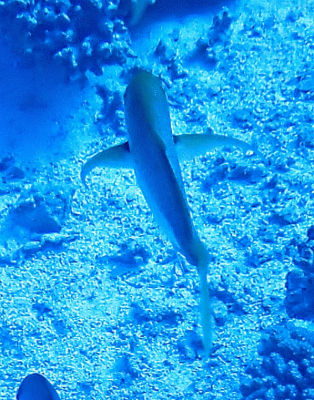 Click to View Orangespotted Trevally<br><span style='font-size:12px'><i>Dave & Rose</i></span>