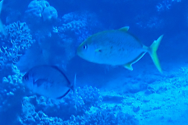 Click to View Orangespotted Trevally<br><span style='font-size:12px'><i>Dave & Rose</i></span>