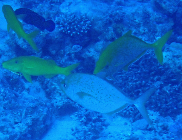 Click to View Orangespotted Trevally w Yellow-saddle Goatfish<br><span style='font-size:12px'><i>Dave & Rose</i></span>