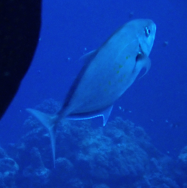 Click to View Orangespotted Trevally<br><span style='font-size:12px'><i>Dave & Rose</i></span>