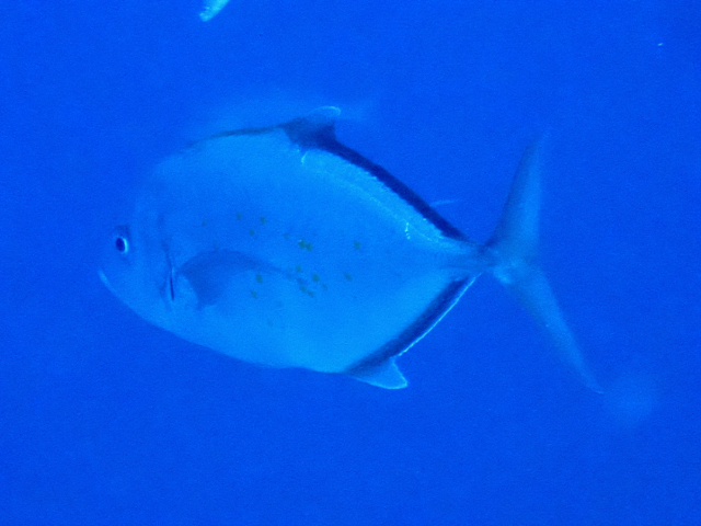 Click to View Orangespotted Trevally<br><span style='font-size:12px'><i>Dave & Rose</i></span>