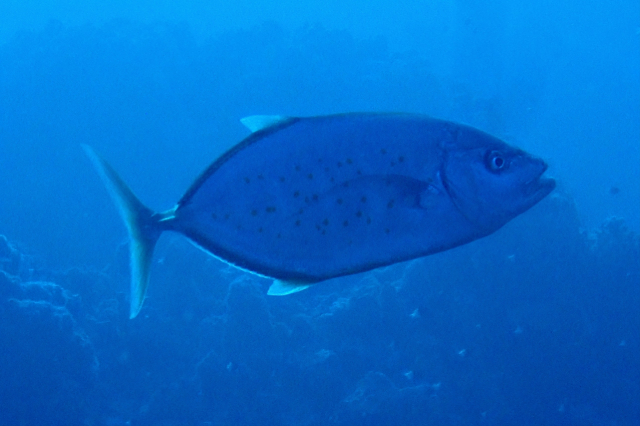 Click to View Orangespotted Trevally<br><span style='font-size:12px'><i>Dave & Rose</i></span>