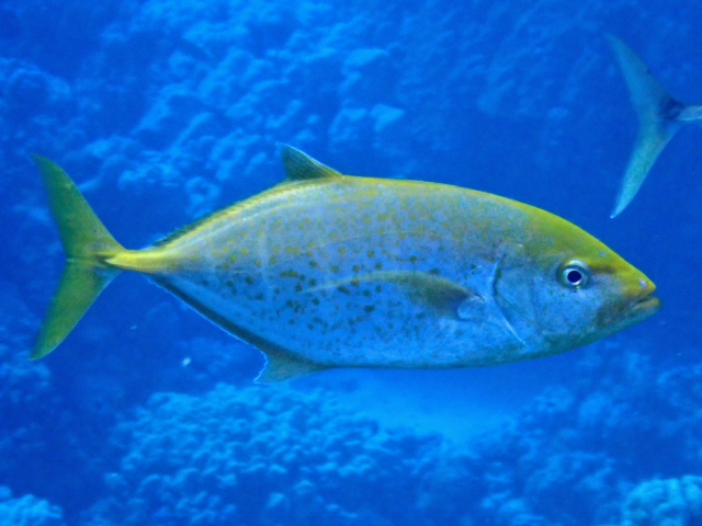 Click to View Orangespotted Trevally<br><span style='font-size:12px'><i>Dave & Rose</i></span>