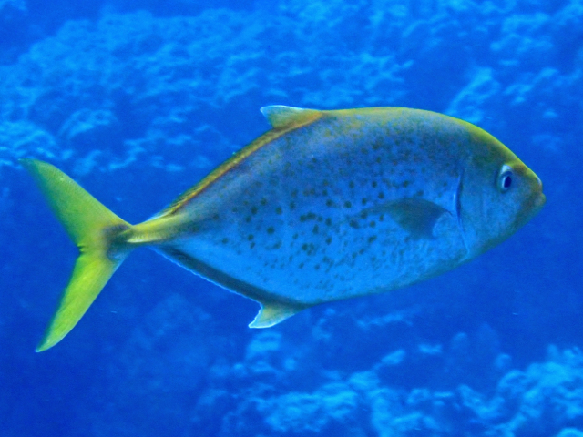 Click to View Orangespotted Trevally<br><span style='font-size:12px'><i>Dave & Rose</i></span>