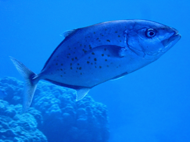 Click to View Orangespotted Trevally<br><span style='font-size:12px'><i>Dave & Rose</i></span>