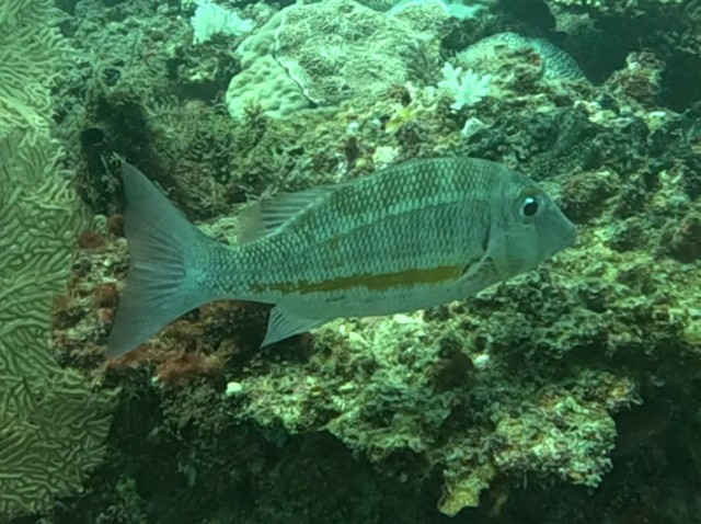 Click to View Orange-stripe Emperor<br><span style='font-size:12px'><i>Dave & Rose</i></span>