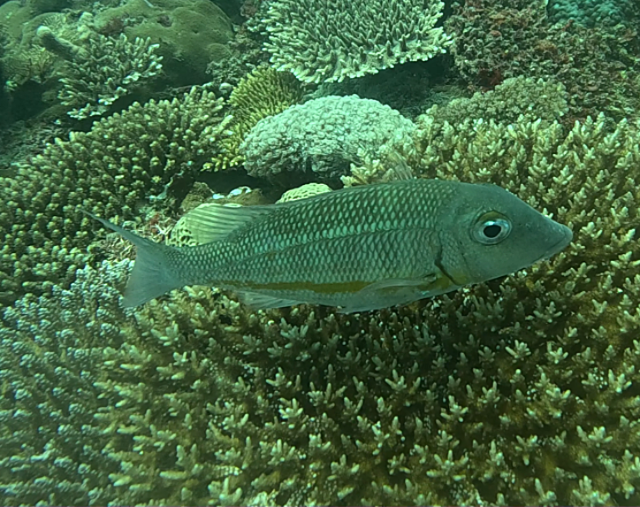 Click to View Orange-stripe Emperor<br><span style='font-size:12px'><i>Dave & Rose</i></span>