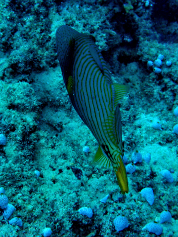 Click to View Orange-striped Triggerfish<br><span style='font-size:12px'><i>Dave & Rose</i></span>