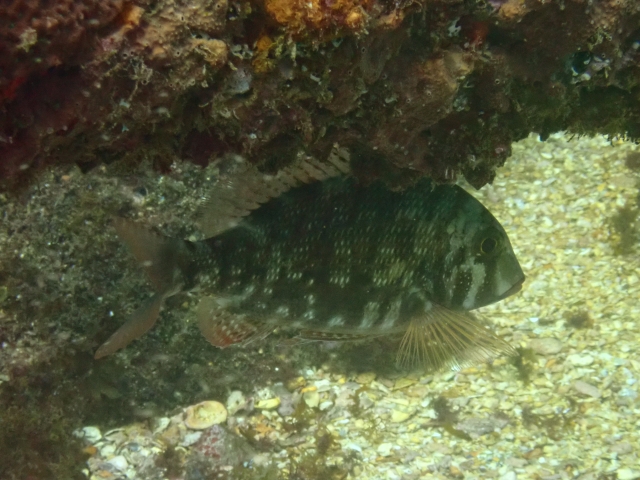 Click to View Orange-stripe Emperor<br><span style='font-size:12px'><i>Dave & Rose</i></span>