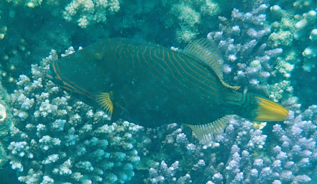 Click to View Orange-striped Triggerfish<br><span style='font-size:12px'><i>Dave & Rose</i></span>