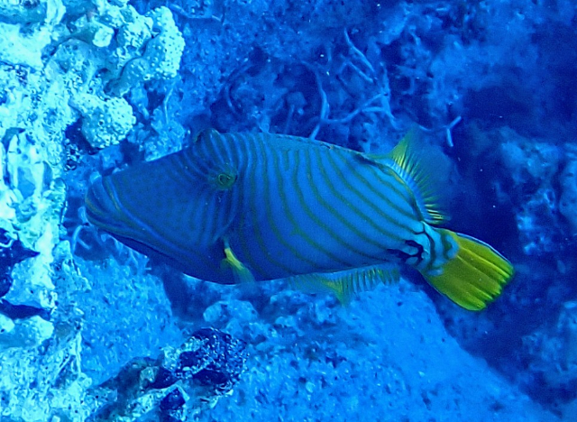 Click to View Orange-striped Triggerfish<br><span style='font-size:12px'><i>Dave & Rose</i></span>