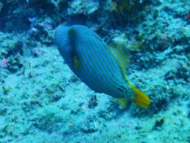 Click to View Orange-striped Triggerfish<br><span style='font-size:12px'><i>Dave & Rose</i></span>