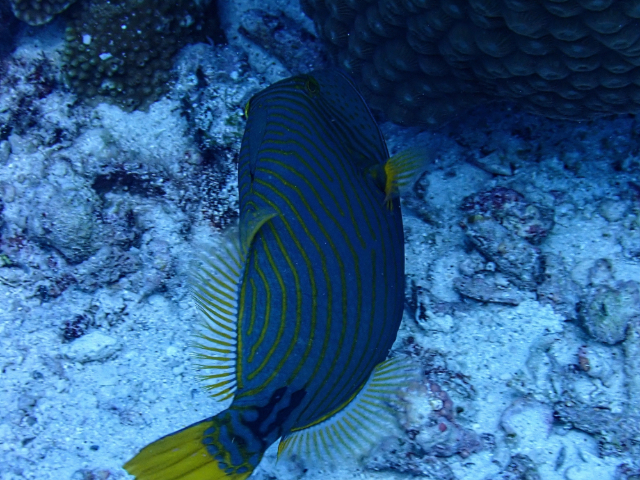Click to View Orange-striped Triggerfish<br><span style='font-size:12px'><i>Dave & Rose</i></span>