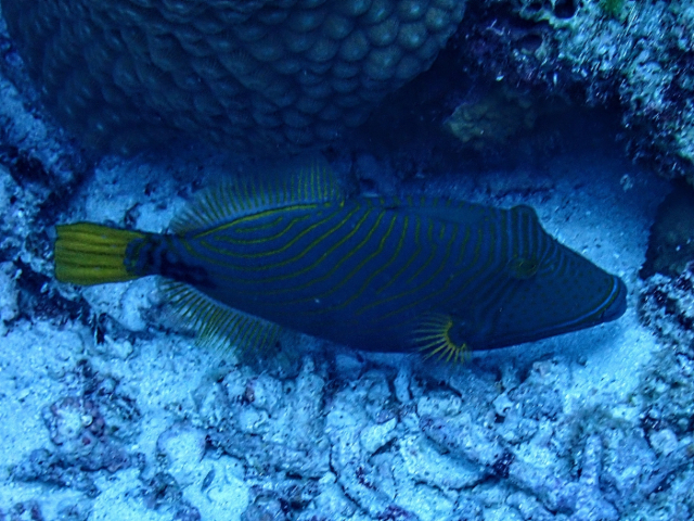 Click to View Orange-striped Triggerfish<br><span style='font-size:12px'><i>Dave & Rose</i></span>