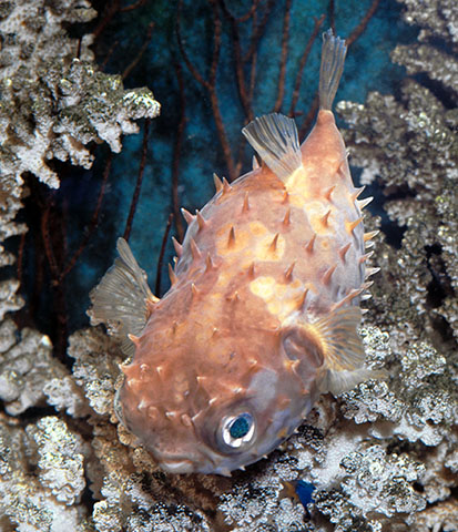 Click to View Orbicular Burrfish<br><span style='font-size:12px'><i>Fishbase</i></span>