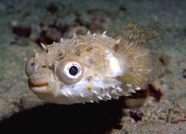 Click to View Orbicular Burrfish<br><span style='font-size:12px'><i>Fishbase</i></span>