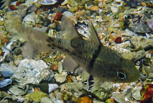 Click to View Orbincular Cardinalfish<br><span style='font-size:12px'><i>Dave & Rose</i></span>