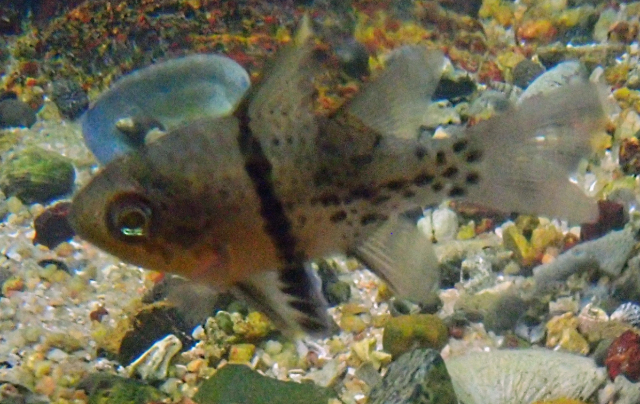 Click to View Orbincular Cardinalfish<br><span style='font-size:12px'><i>Dave & Rose</i></span>