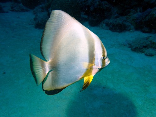 Click to View Orbicular Spadefish<br><span style='font-size:12px'><i>iNaturalist</i></span>