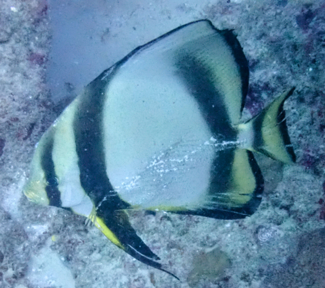 Click to View Orbicular Spadefish<br><span style='font-size:12px'><i>Dave & Rose</i></span>