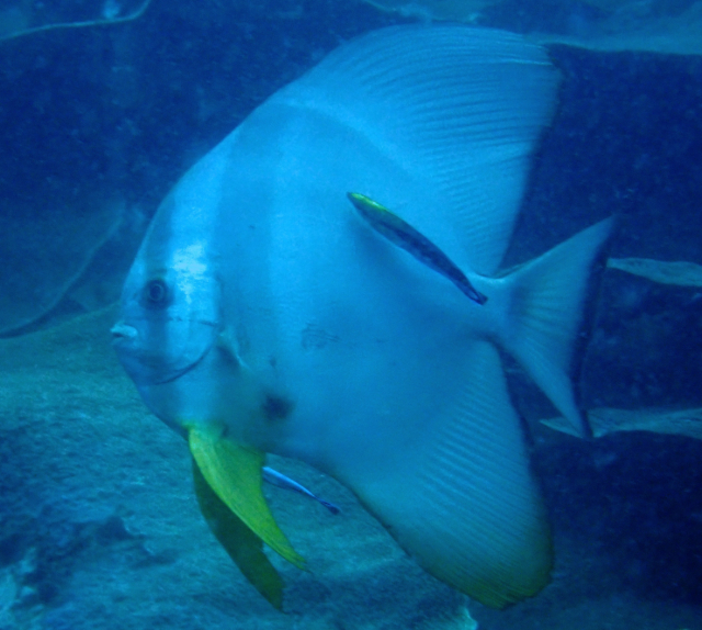 Click to View Orbicular Spadefish<br><span style='font-size:12px'><i>Dave & Rose</i></span>