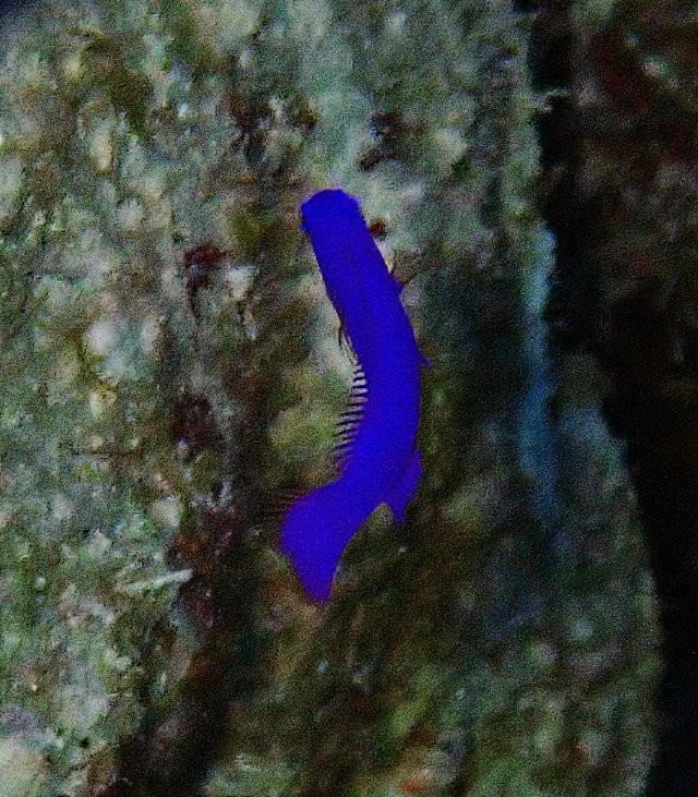 Click to View Orchid Dottyback<br><span style='font-size:12px'><i>Dave & Rose</i></span>
