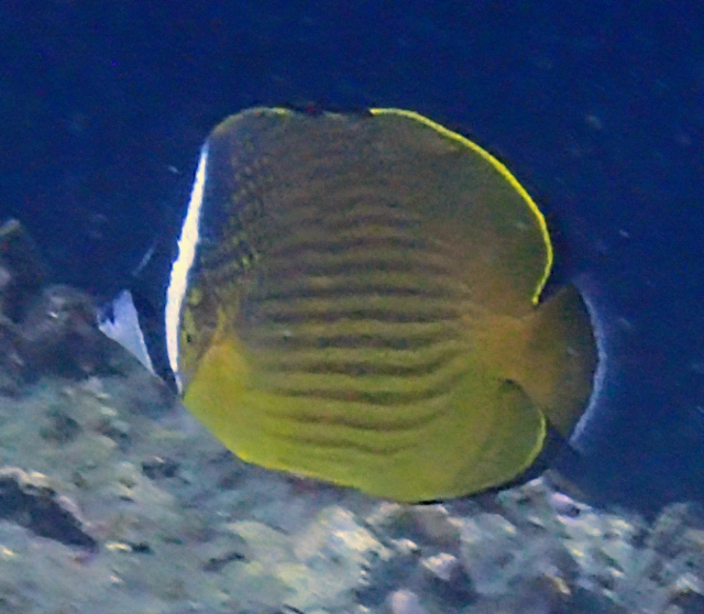 Click to View Oriental Butterflyfish<br><span style='font-size:12px'><i>Dave & Rose</i></span>