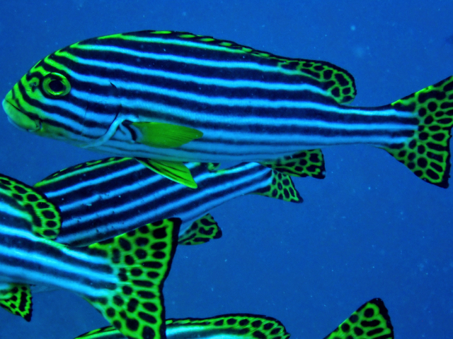 Click to View Oriental Sweetlips<br><span style='font-size:12px'><i>Dave & Rose</i></span>