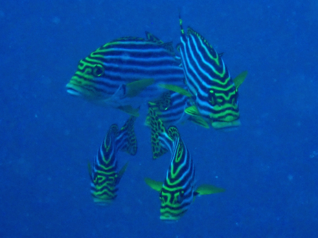 Click to View Oriental Sweetlips<br><span style='font-size:12px'><i>Dave & Rose</i></span>