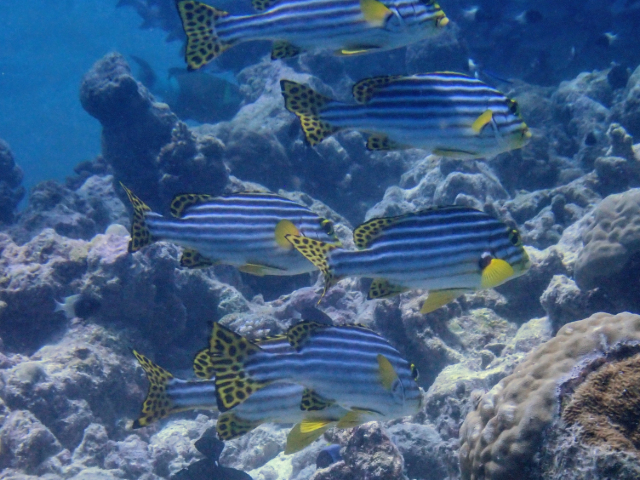 Oriental Sweetlips<br><span style='font-size:12px'><i>Dave & Rose</i></span>