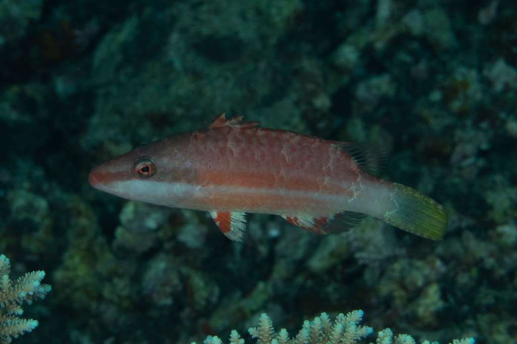 Oriental Wrasse<br><span style='font-size:12px'><i>Dave & Rose</i>&nbsp&nbspPhilippines&nbsp&nbsp2nd May 2026</span>