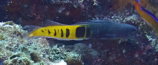 Click to View Ornate Blenny<br><span style='font-size:12px'><i>Dave & Rose</i></span>