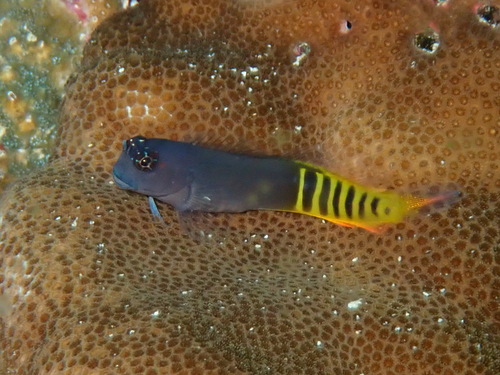 Click to View Ornate Blenny<br><span style='font-size:12px'><i>iNaturalist</i></span>
