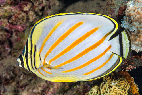 Ornate Butterflyfish<br><span style='font-size:12px'><i>iNaturalist</i>&nbsp&nbsp&nbsp&nbsp</span>