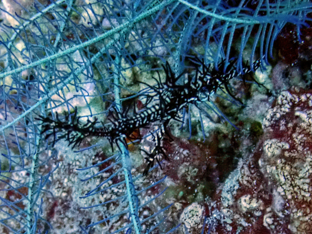 Ornate Ghost Pipefish<br><span style='font-size:12px'><i>Dave & Rose</i></span>